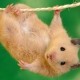 Hamster