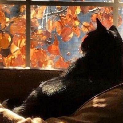 Кот Плюша